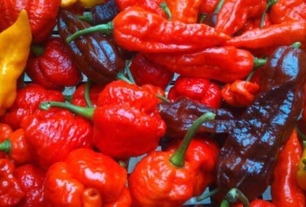 Ljute chilli paprike i paradajz