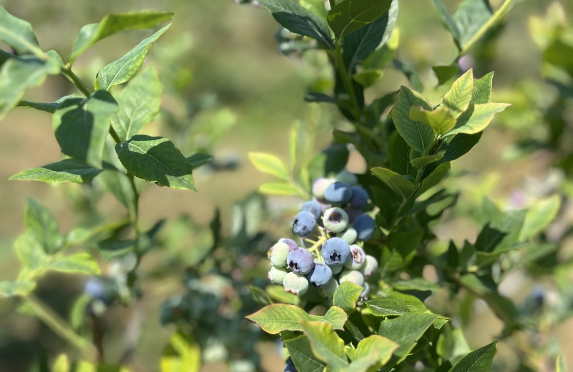 Organske Borovnice 3